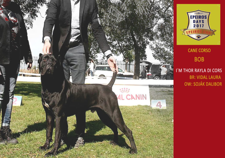 BIS Cane Corso - I´M THOR RAYLA DI CORS